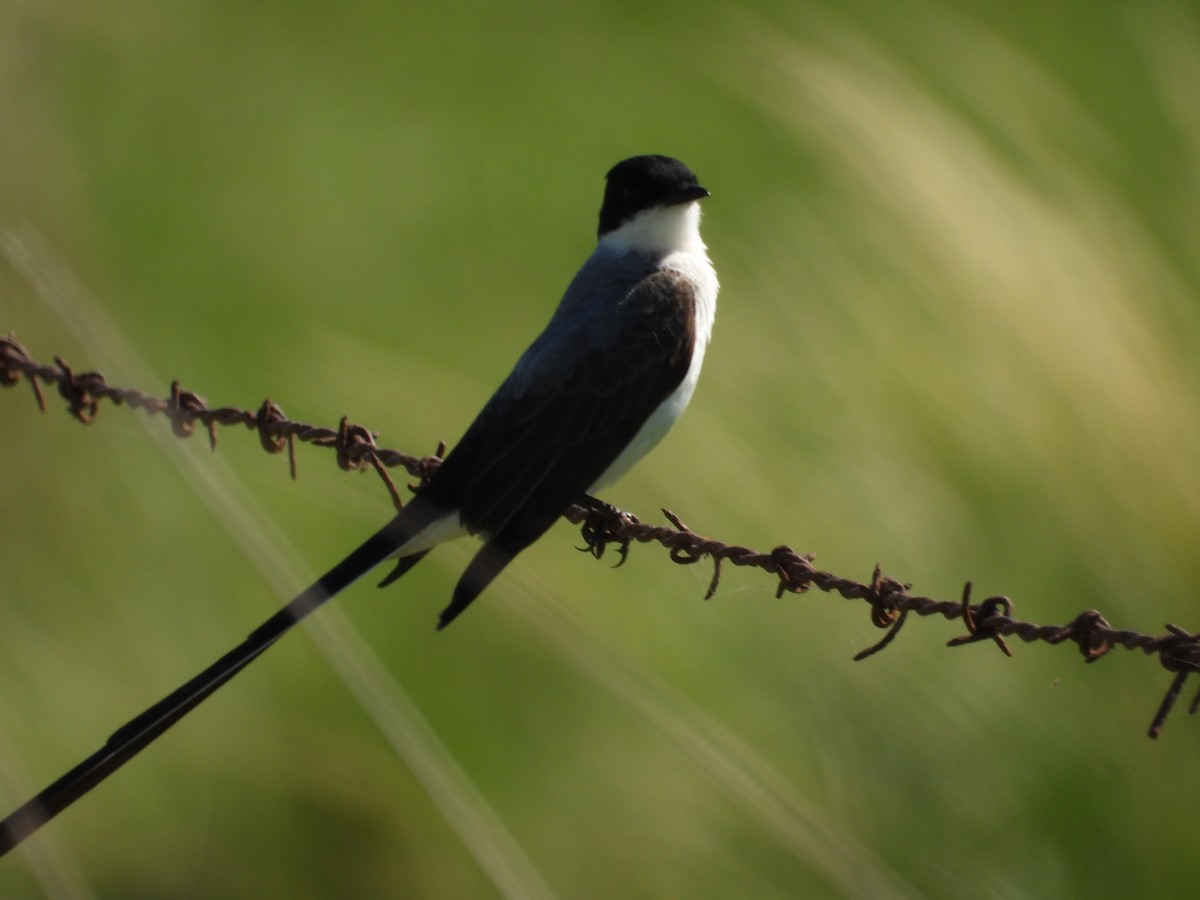 Fork-tailed Flycatcher - ML646308550