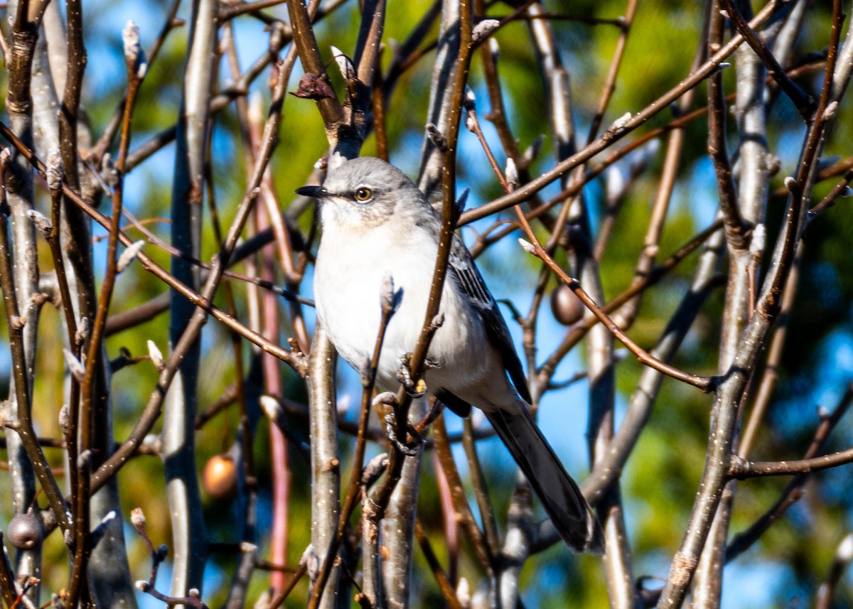 Northern Mockingbird - ML646308555