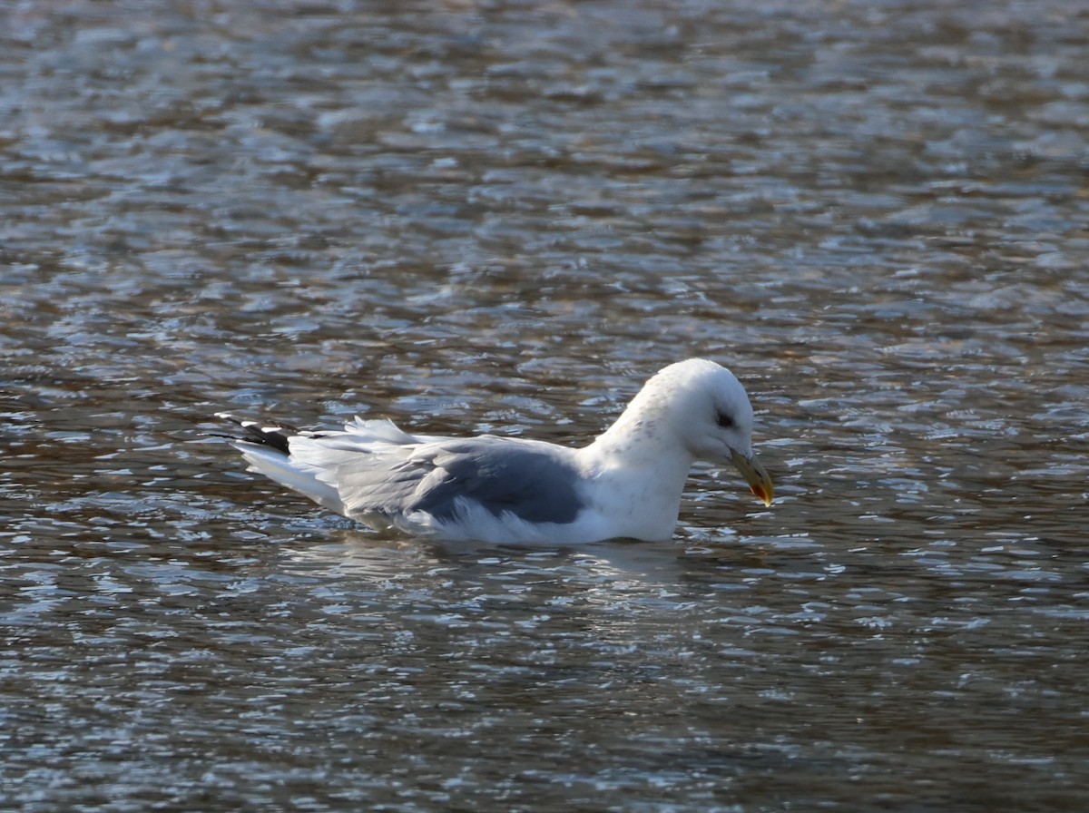 Mongolian Gull - ML646308558