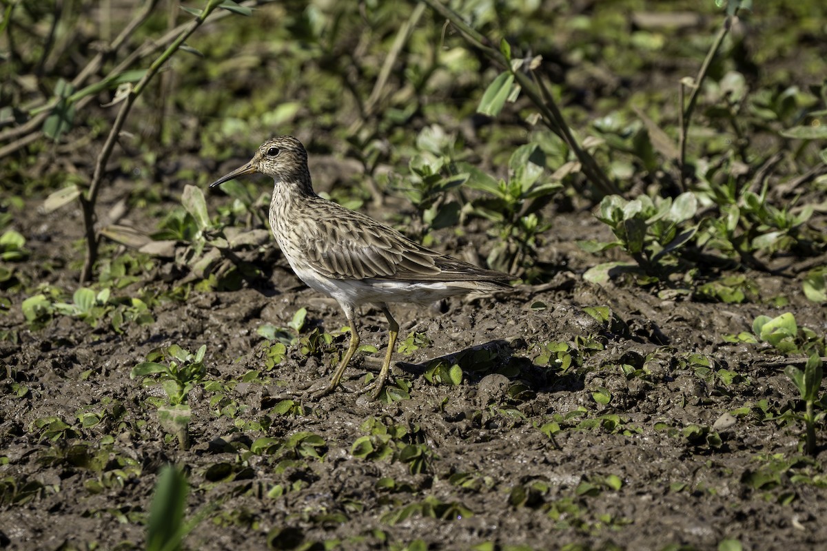 jespák skvrnitý - ML646308560