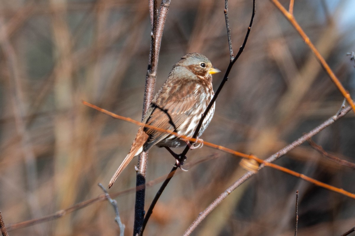 Fox Sparrow - ML646308563
