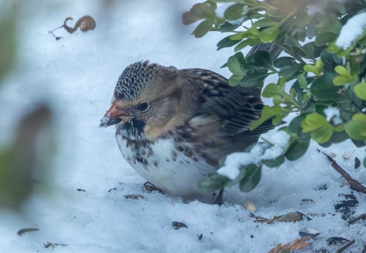 Harris's Sparrow - ML646308570
