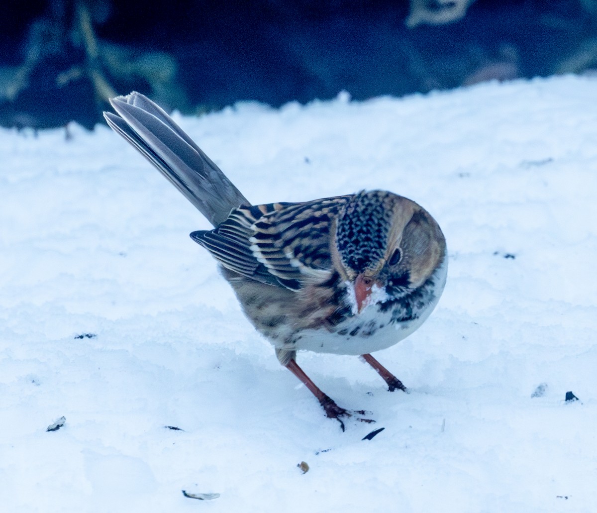 Harris's Sparrow - ML646308572