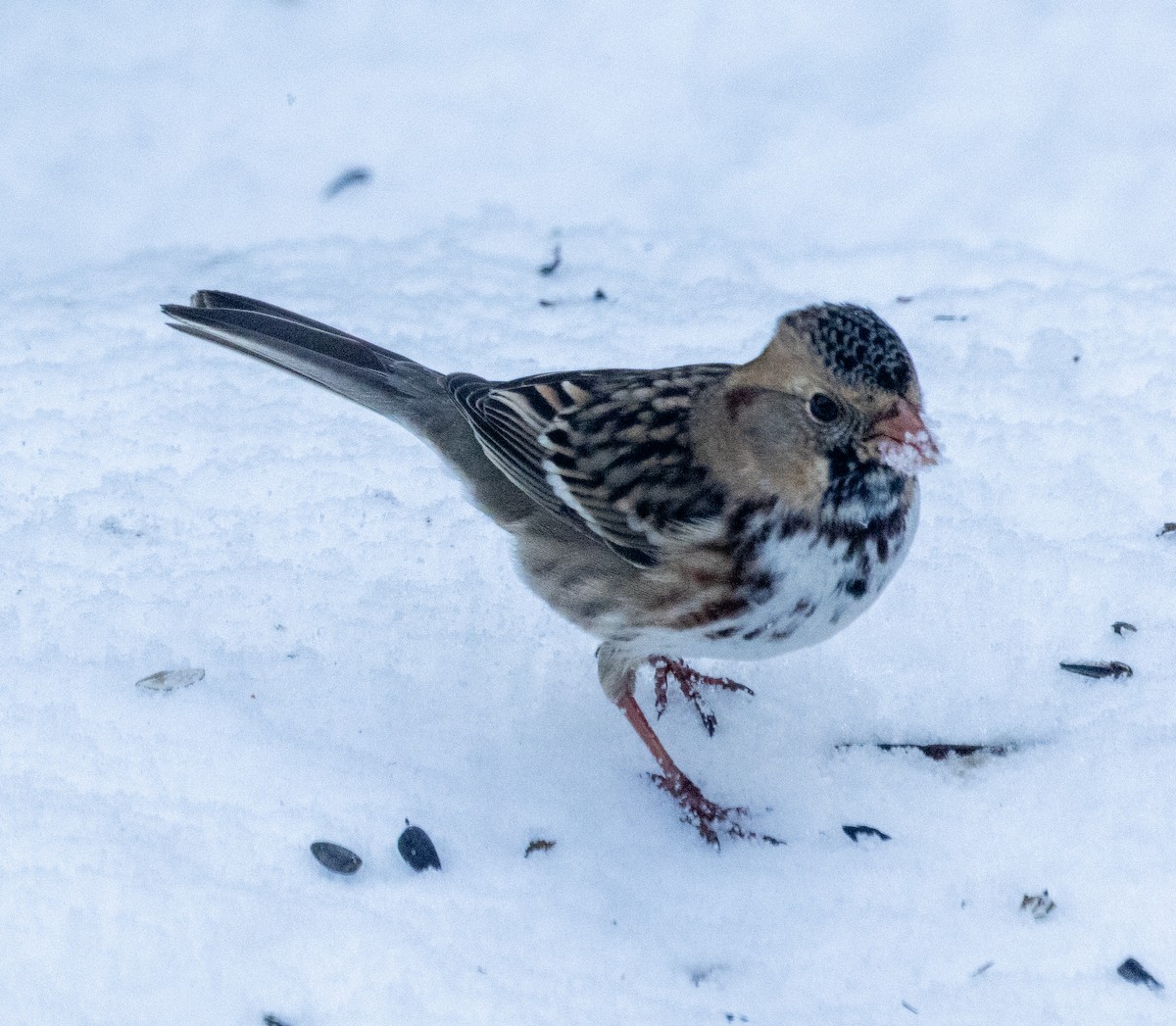 Harris's Sparrow - ML646308576