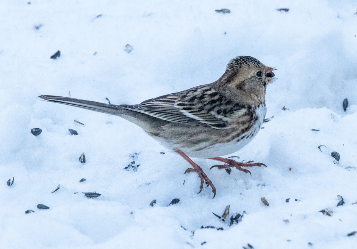 Harris's Sparrow - ML646308577