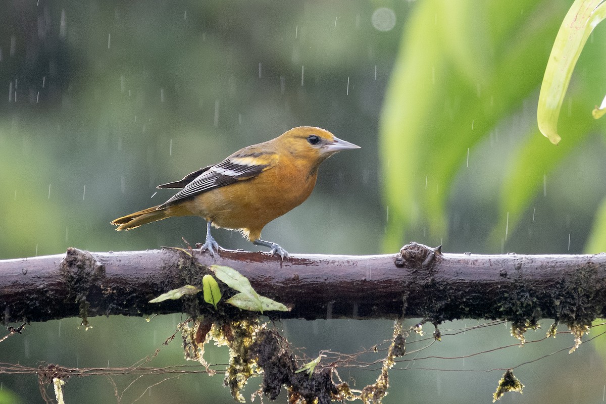 Балтиморский трупиал - ML646308578