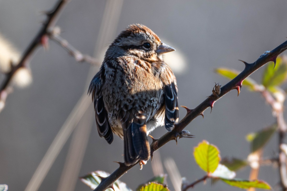 Song Sparrow - ML646308580