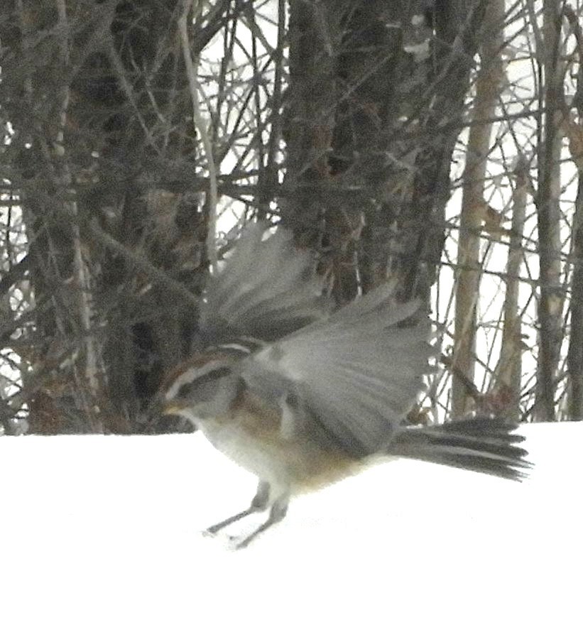 strnádka pokřovní - ML646308581