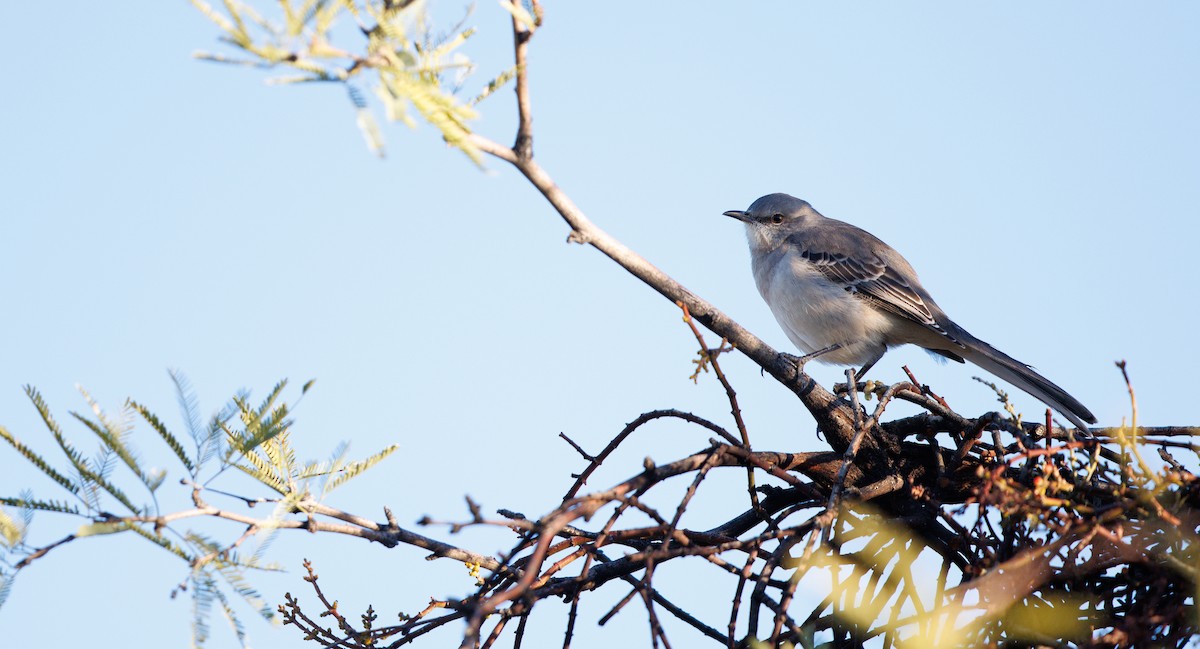 Northern Mockingbird - ML646308582