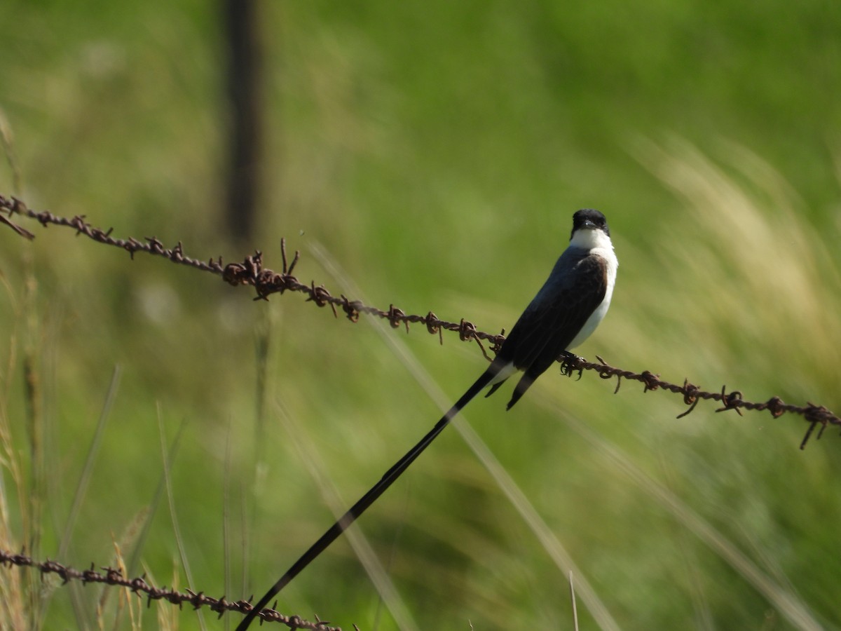 Fork-tailed Flycatcher - ML646308588