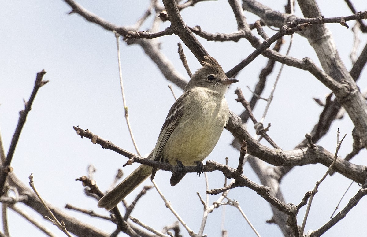 Plain-crested Elaenia - ML646308597