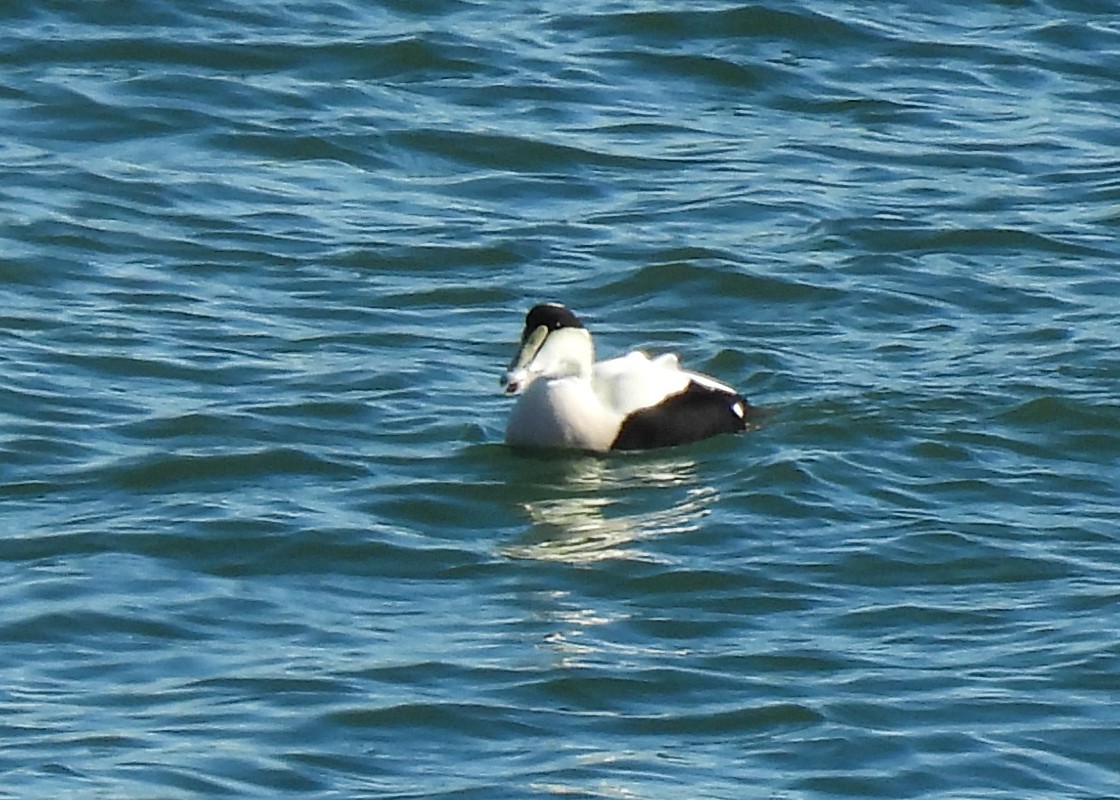 Common Eider - ML646308608