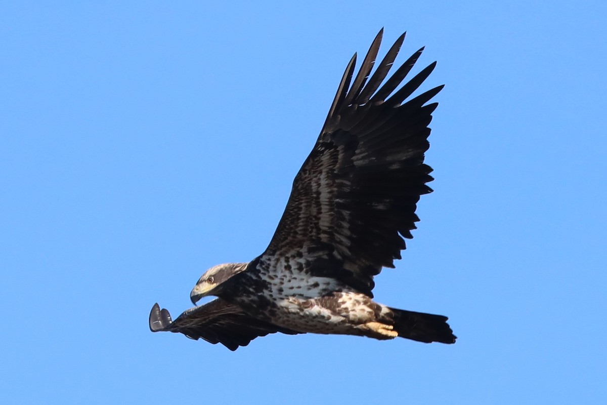 Bald Eagle - ML646308621