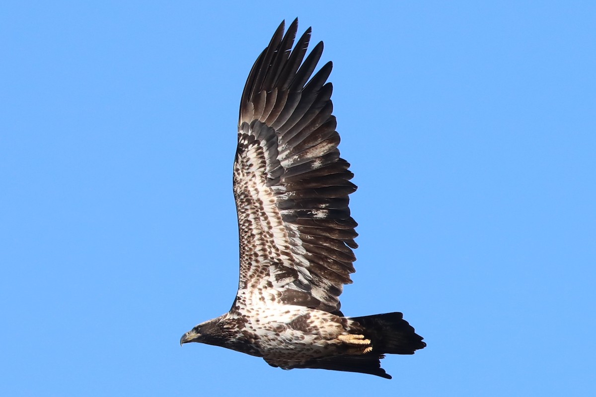 Bald Eagle - ML646308622