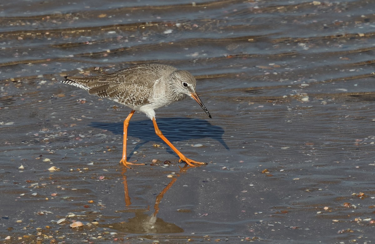 Common Redshank - ML646308633