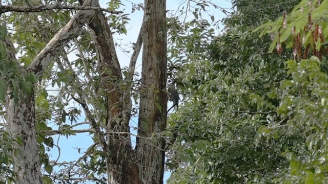 Great Slaty Woodpecker - ML646308635