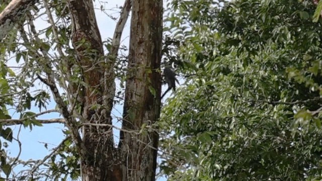Great Slaty Woodpecker - ML646308638