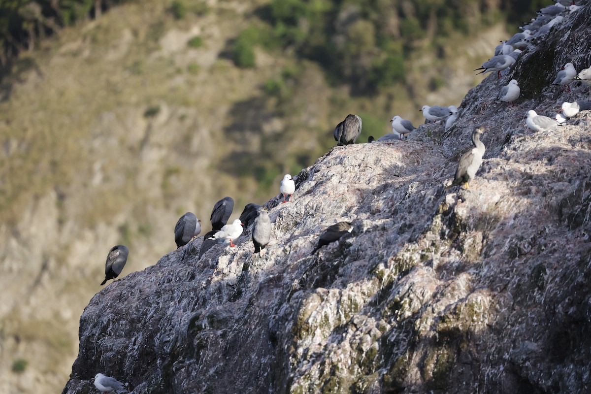 hvithalsflekkskarv - ML646308640