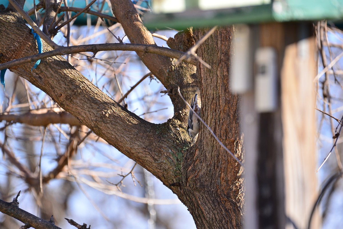 White-breasted Nuthatch - ML646308641