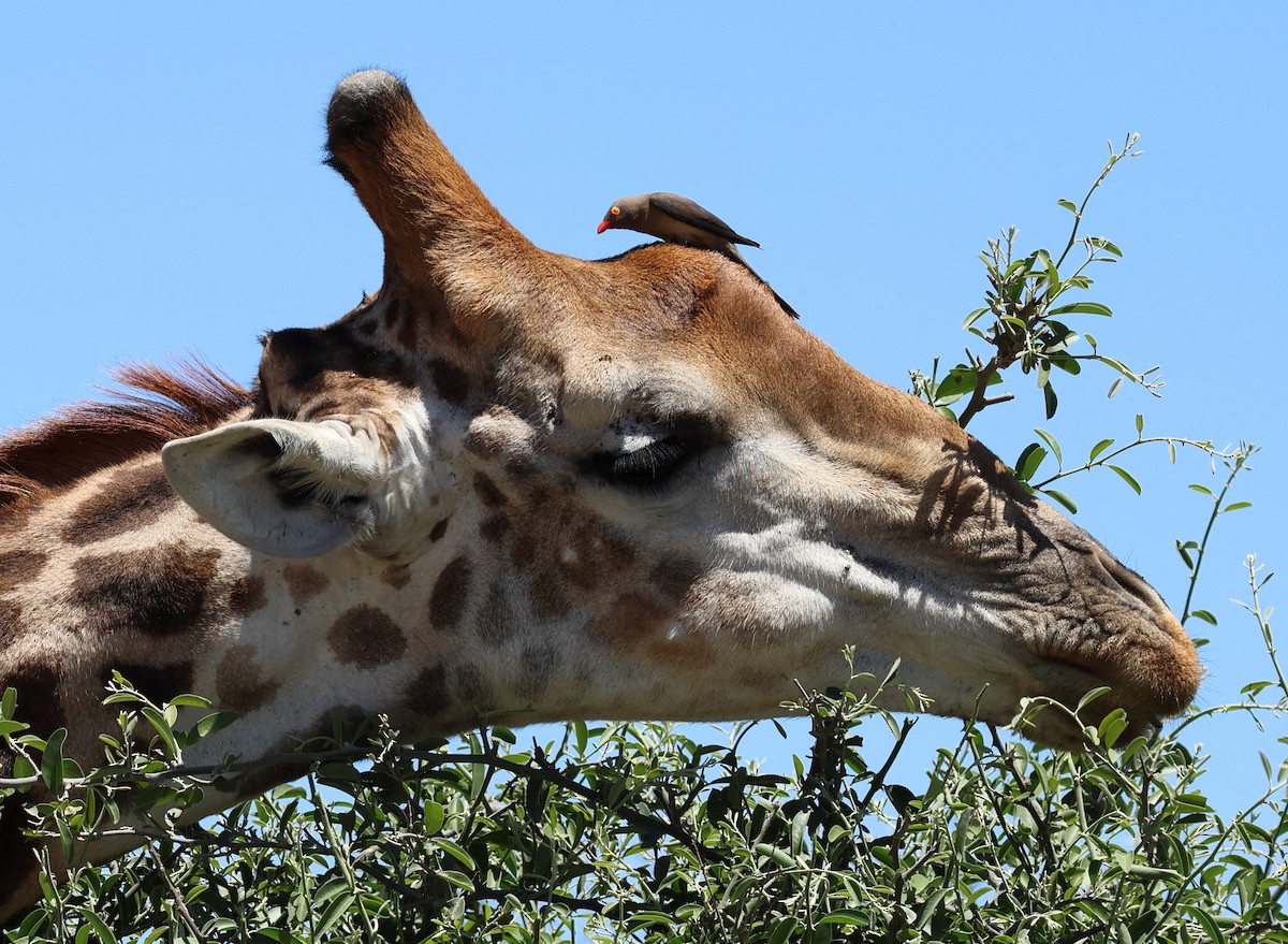 Red-billed Oxpecker - ML646308645