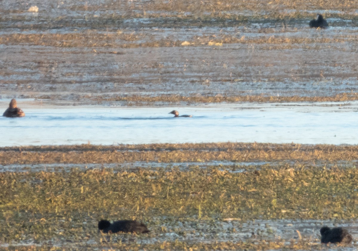 Little Grebe (Little) - ML646308648