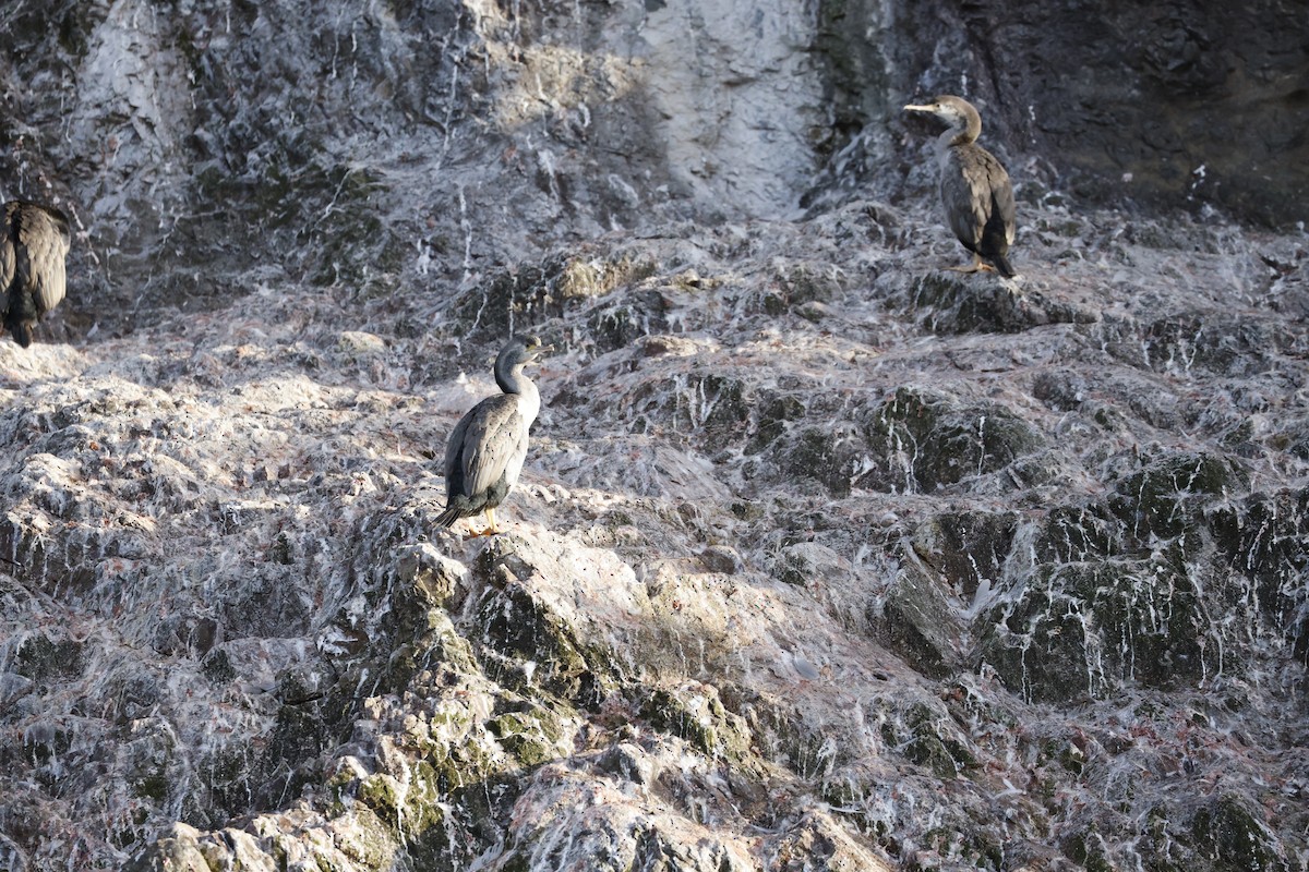 hvithalsflekkskarv - ML646308650