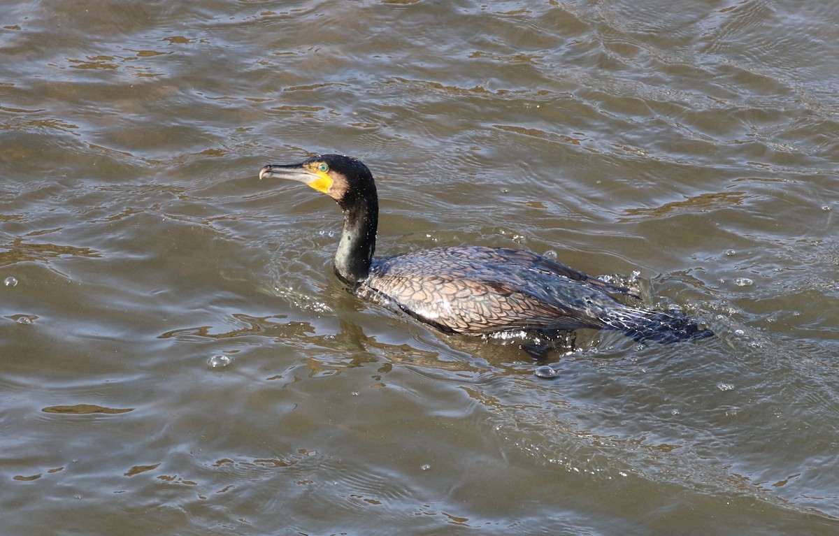 kormorán velký - ML646308653