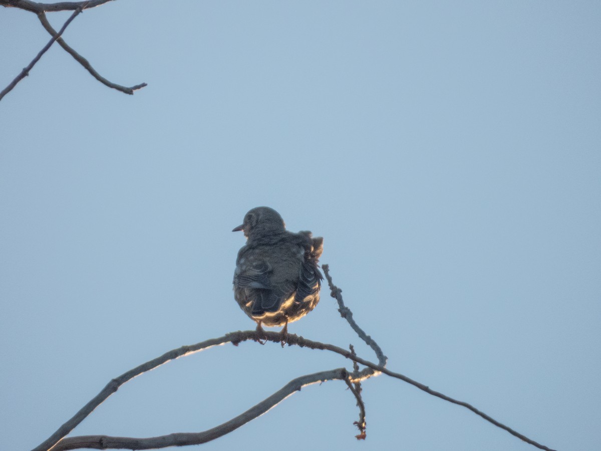 Mistle Thrush - ML646308654