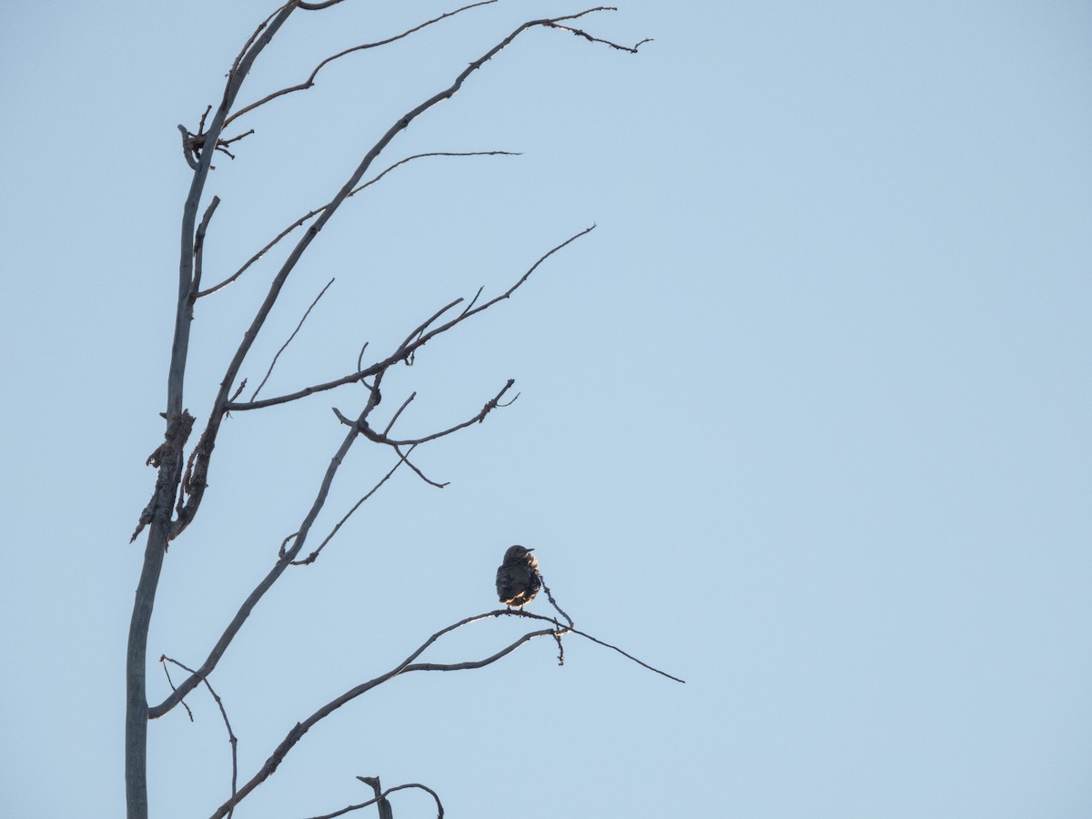 Mistle Thrush - ML646308655