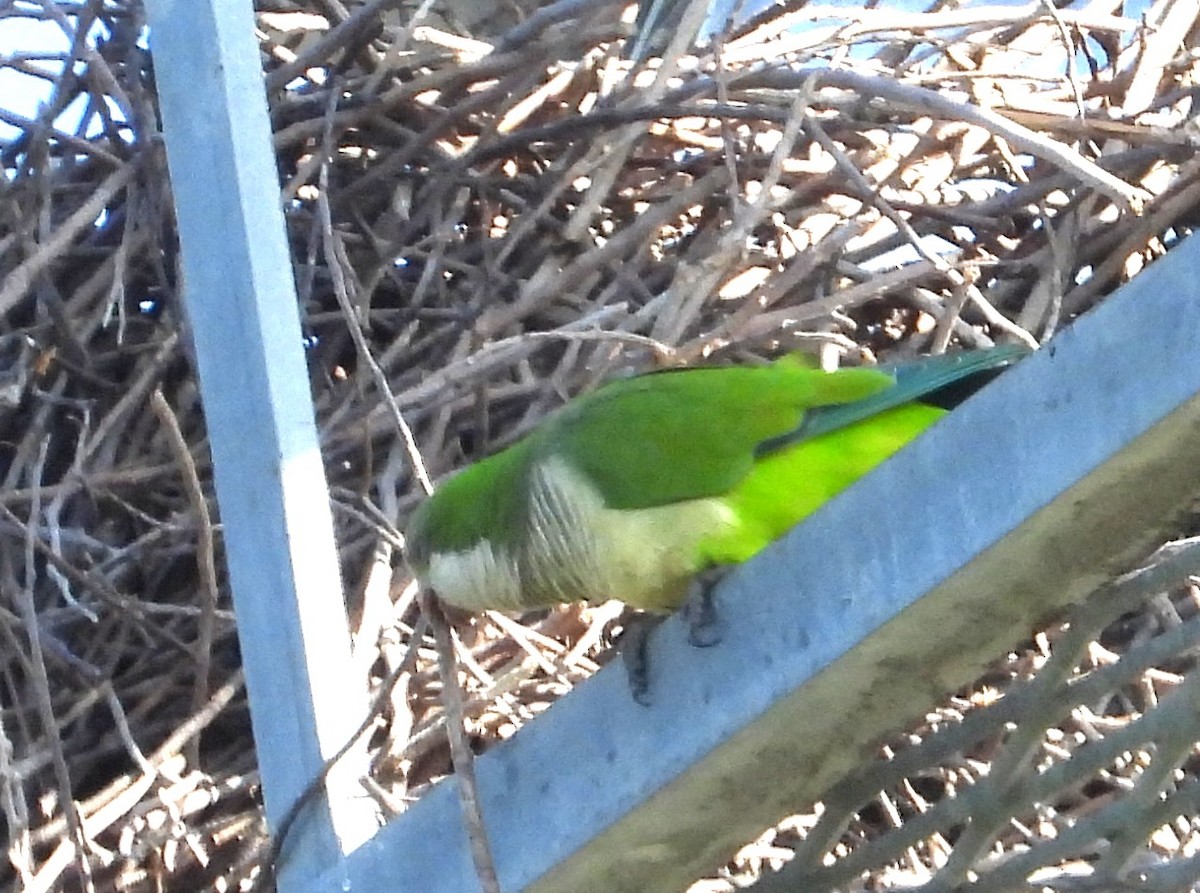 Mönchssittich - ML646308656