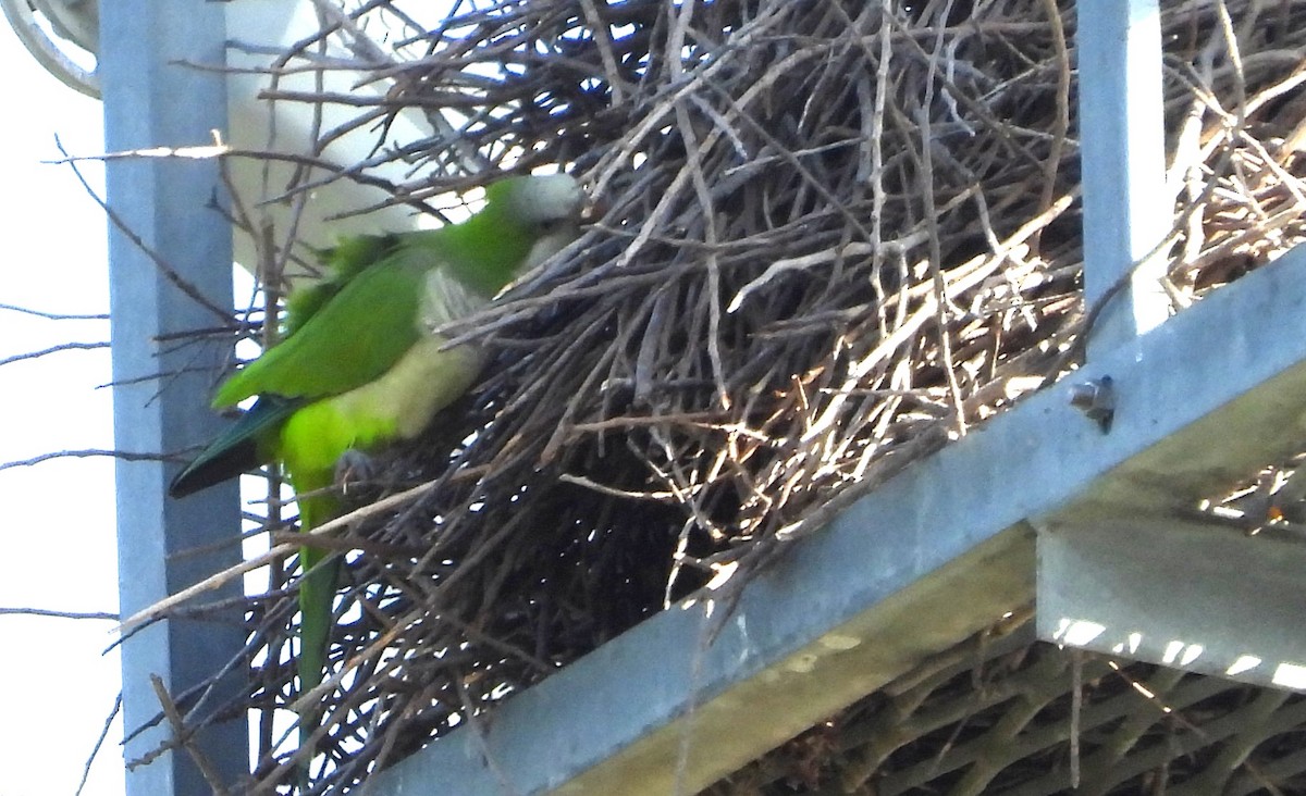 Mönchssittich - ML646308657