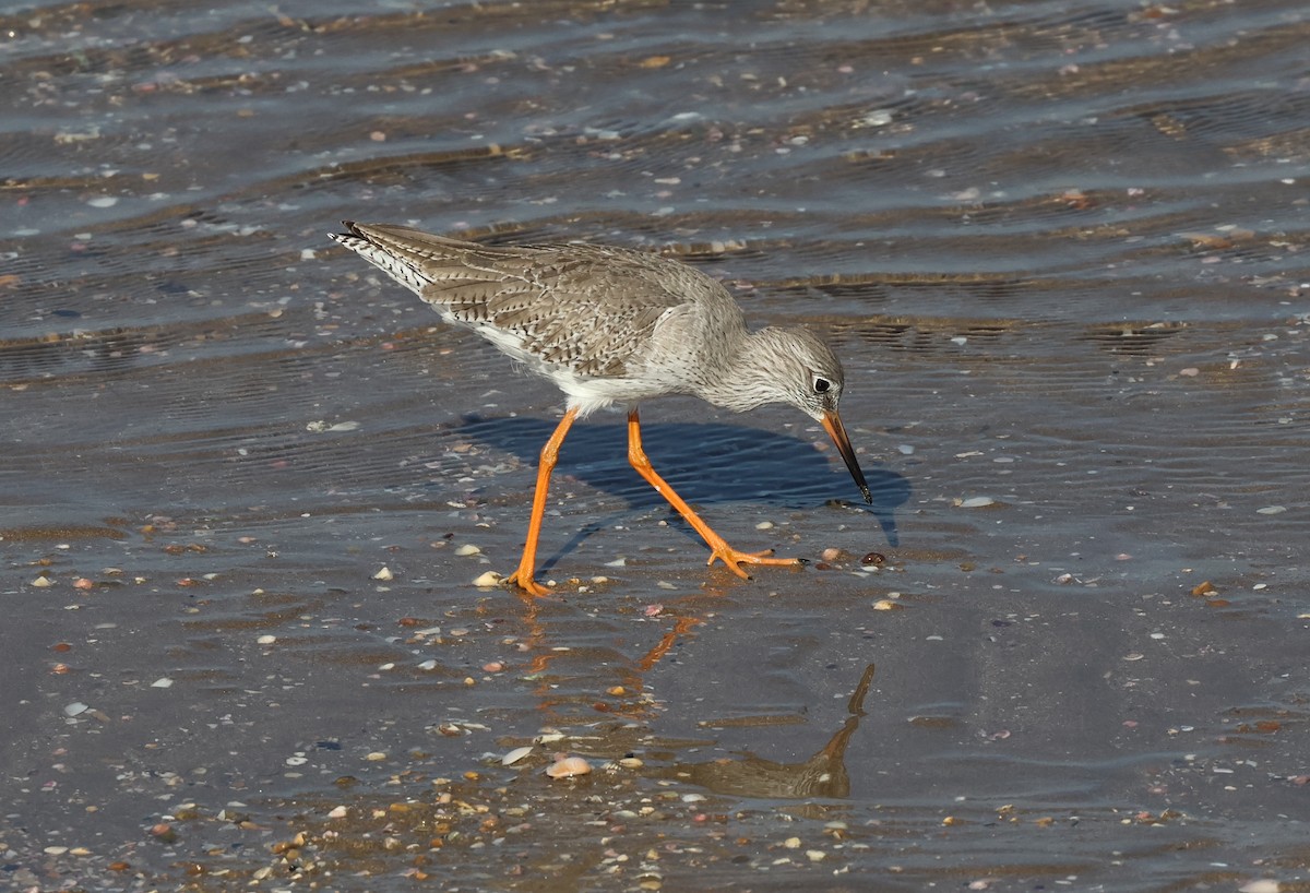 Common Redshank - ML646308658