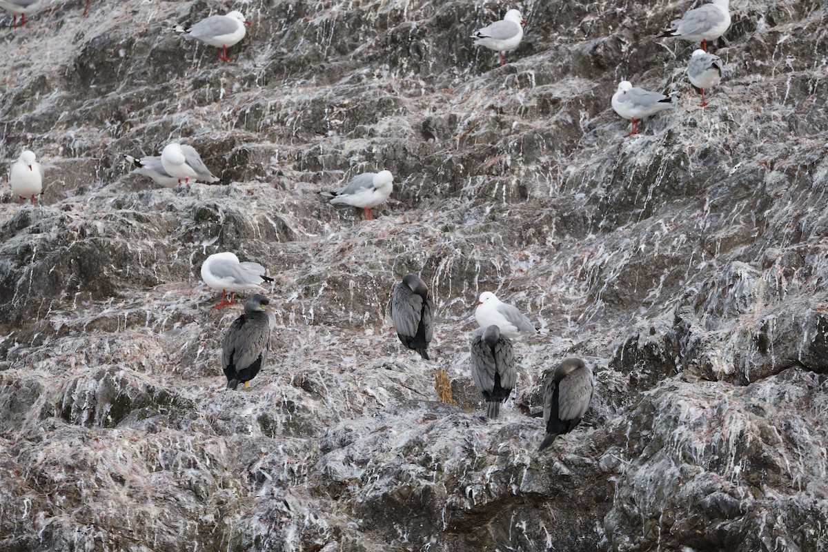 hvithalsflekkskarv - ML646308660