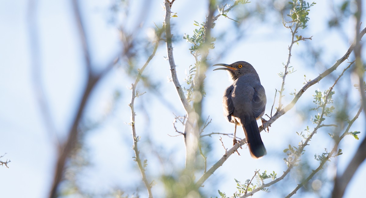Curve-billed Thrasher (palmeri Group) - ML646308664