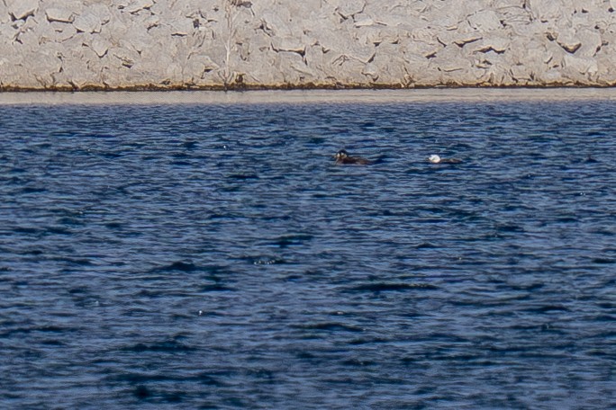 Surf Scoter - ML646308680