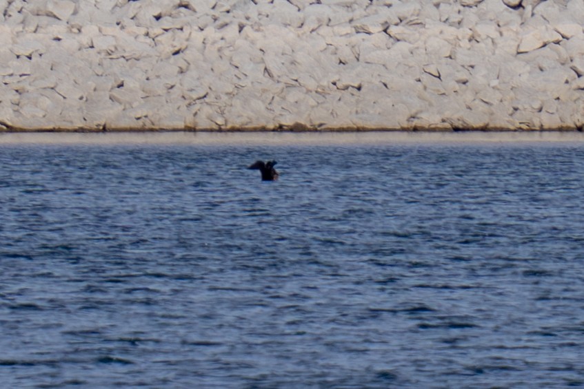 Surf Scoter - ML646308681