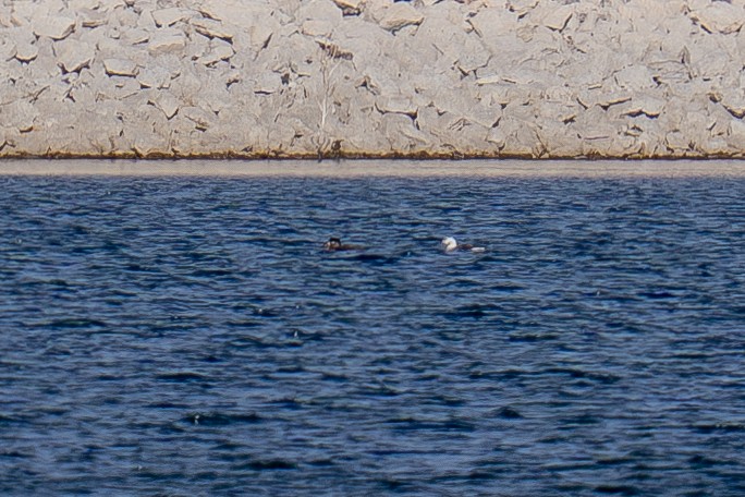 Surf Scoter - ML646308682