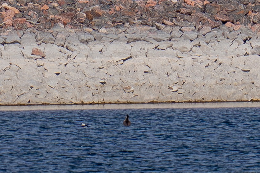 Surf Scoter - ML646308683