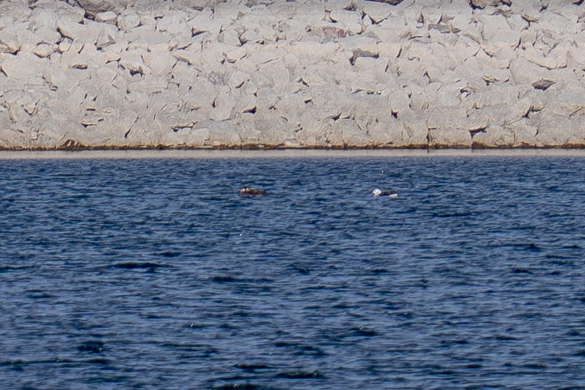 Surf Scoter - ML646308684