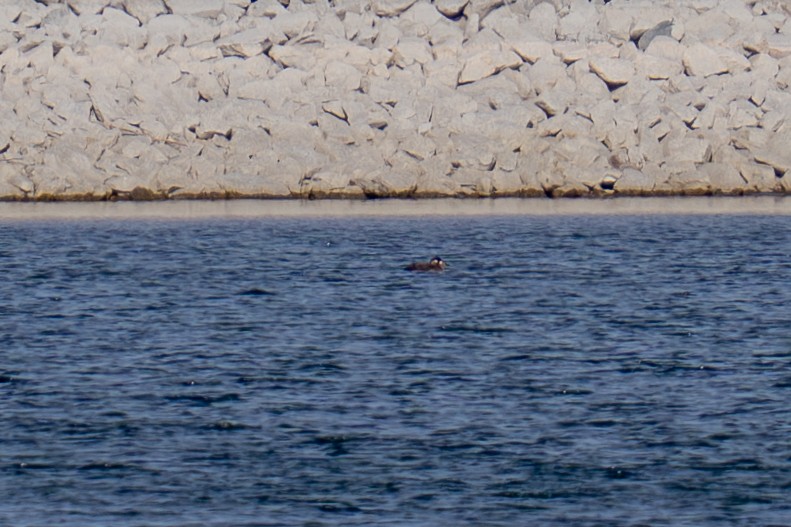 Surf Scoter - ML646308685