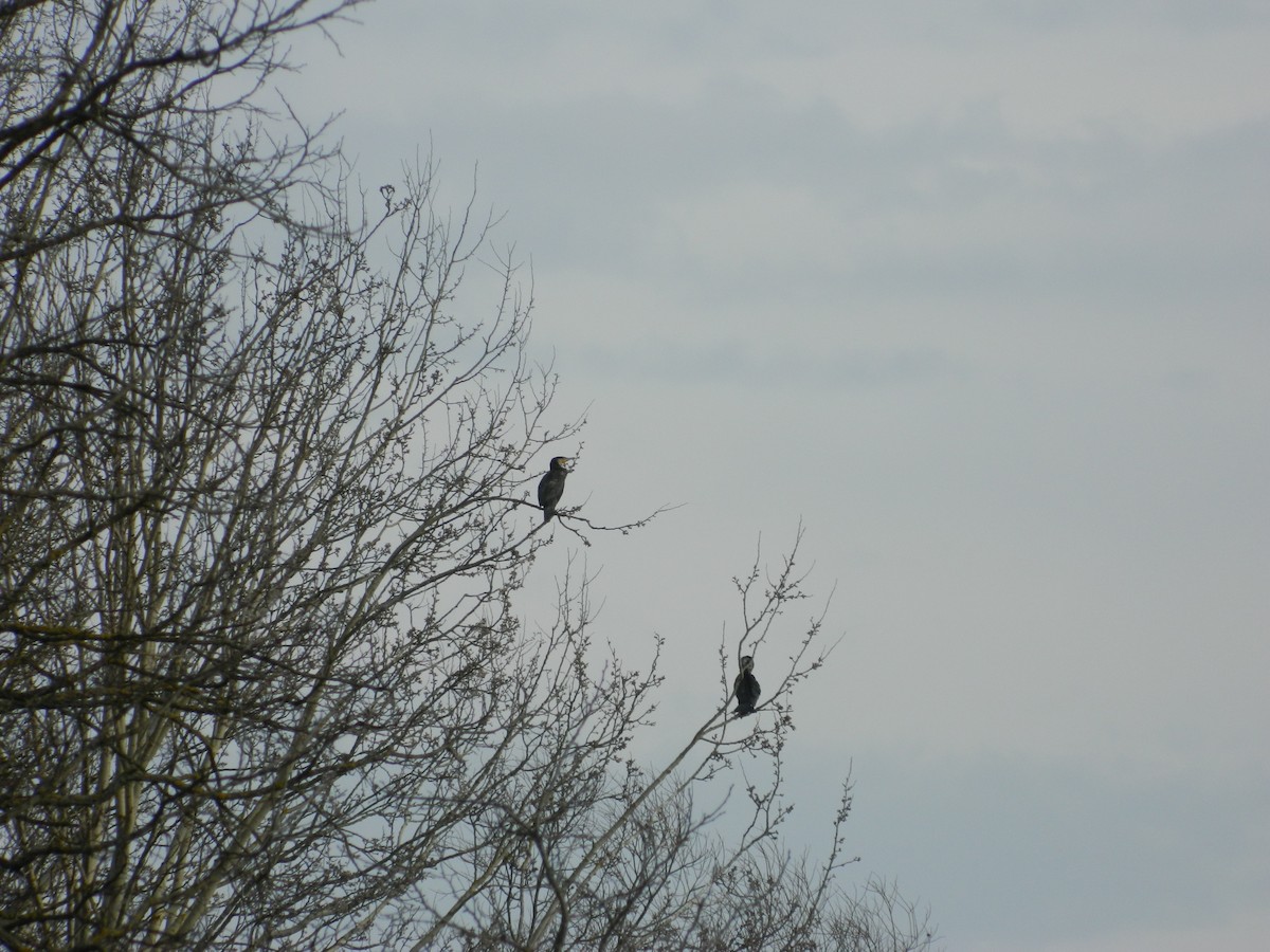 kormorán velký - ML646308686