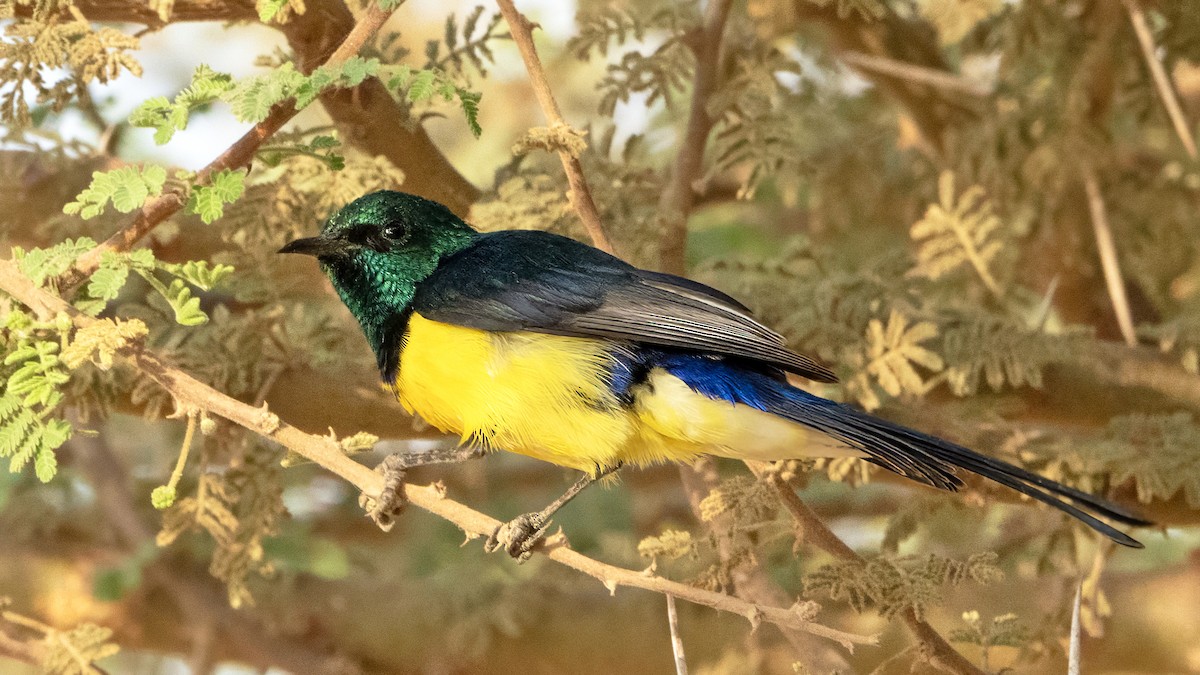 Nile Valley Sunbird - ML646308687