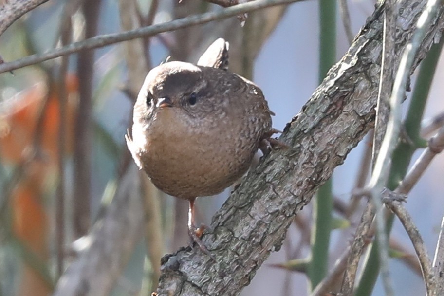 フユミソサザイ - ML646308688