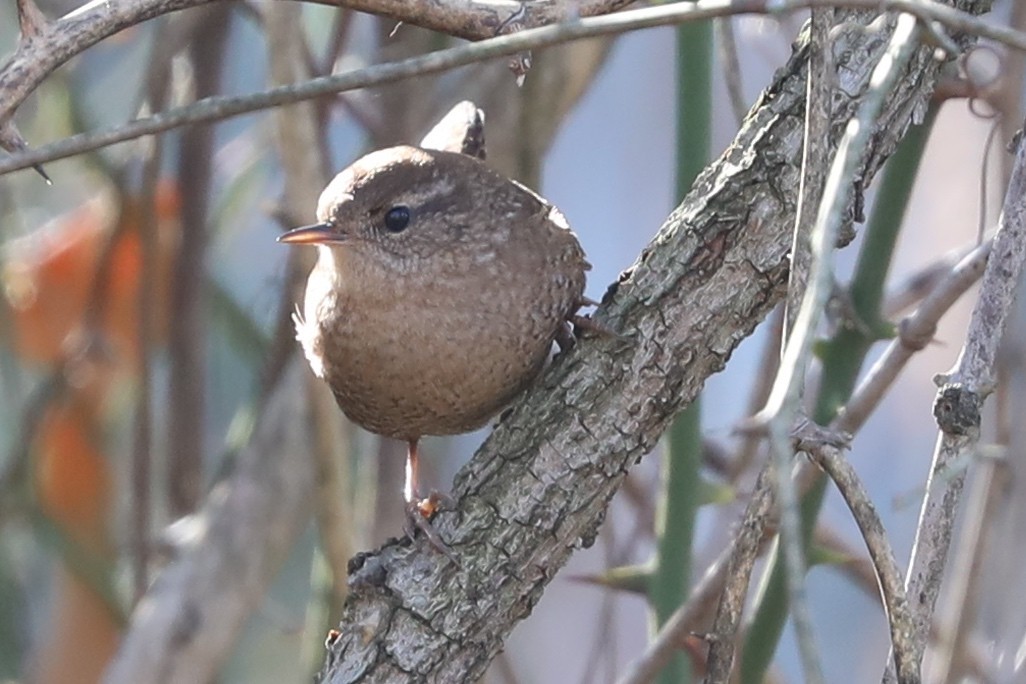 フユミソサザイ - ML646308689