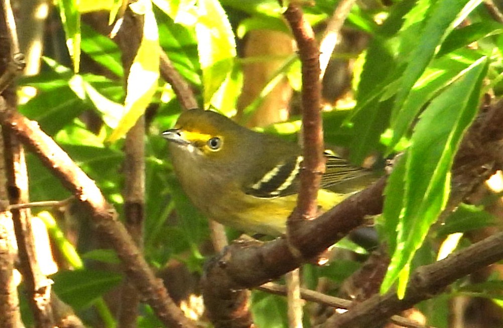 ויראו לבן-עין - ML646308692