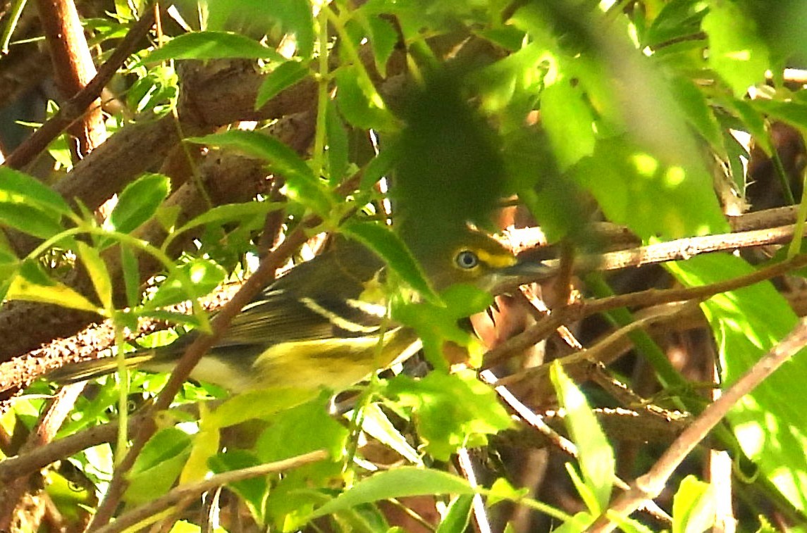 ויראו לבן-עין - ML646308693
