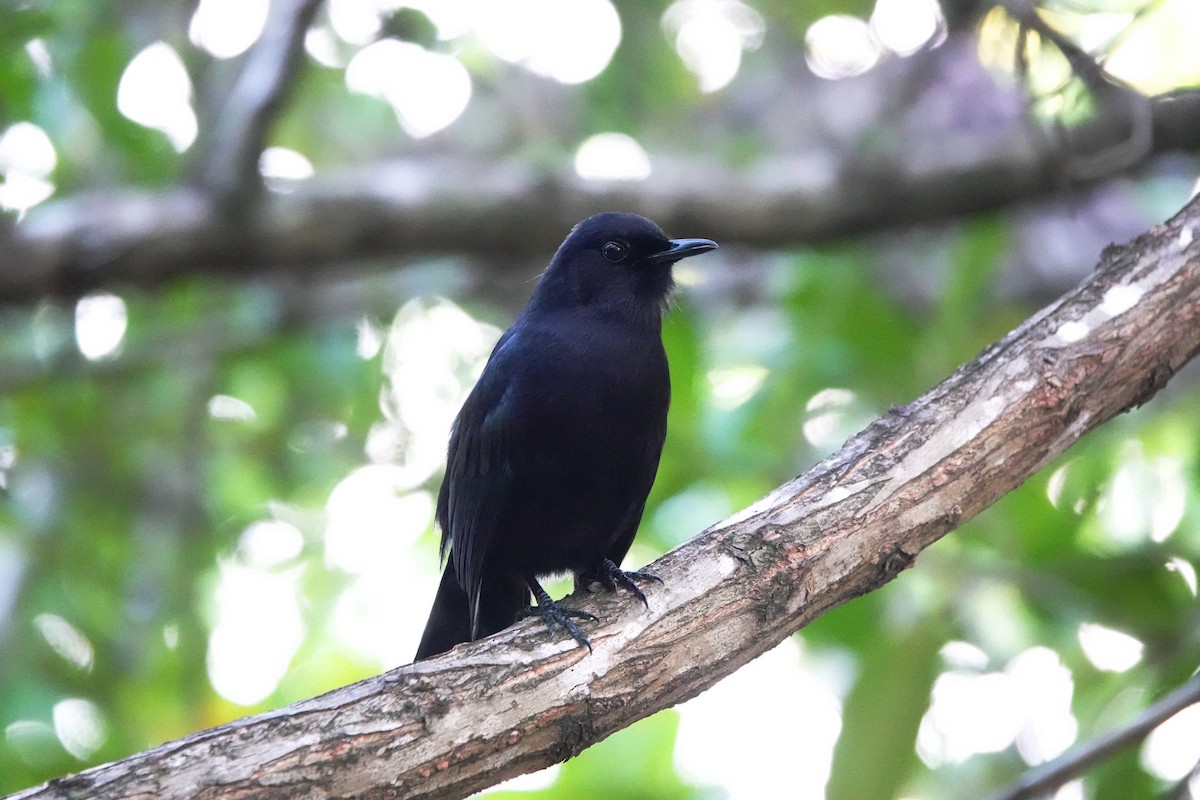 drozdec černý - ML646308694