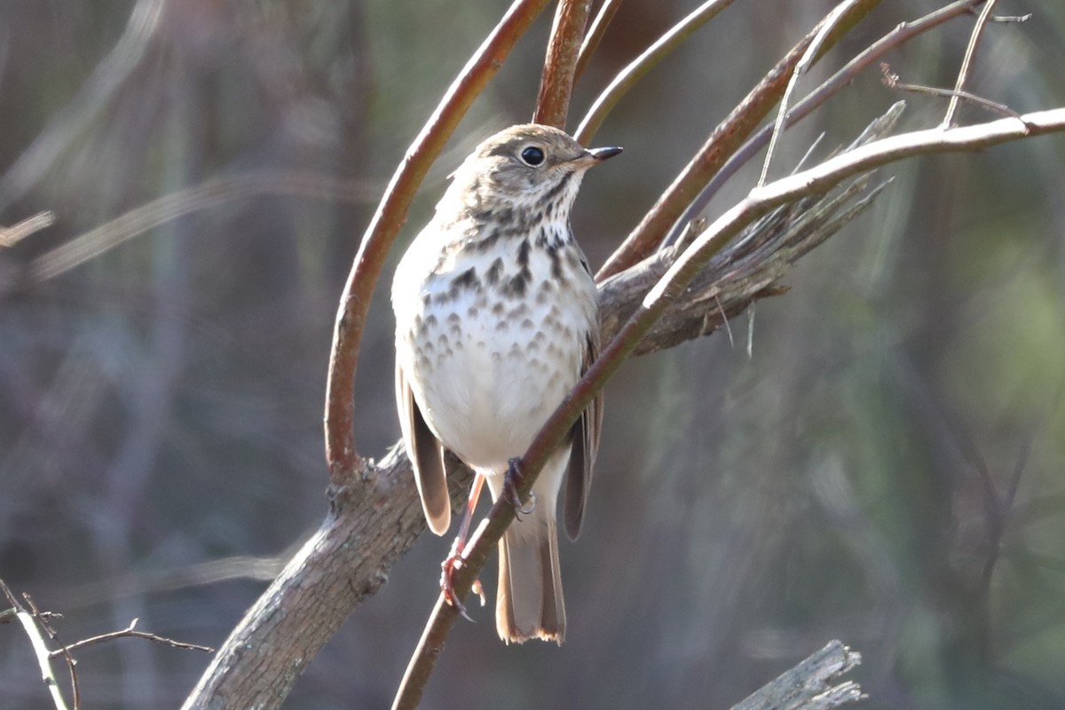 Hermit Thrush - ML646308699