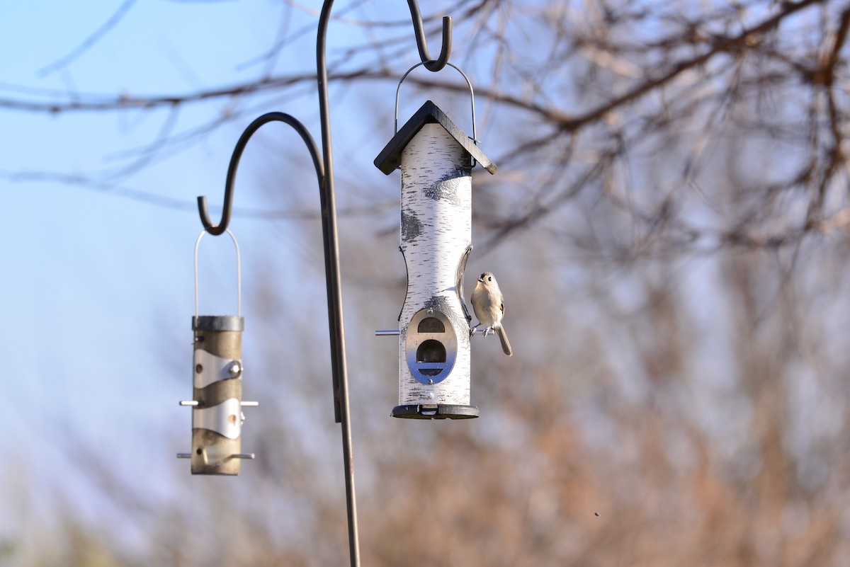 Tufted Titmouse - ML646308705