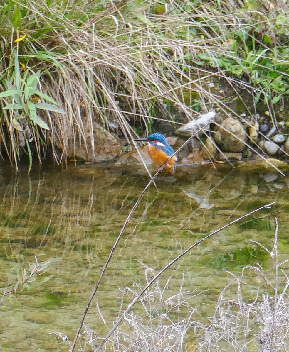 ledňáček říční - ML646308707